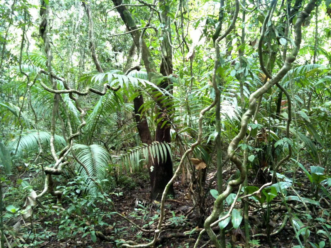 Plant Adaptations - Tropical Rain forest: Congo (Africa)