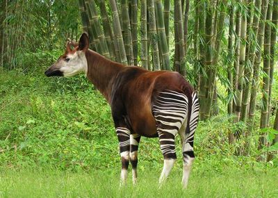 okapi congo animals democratic african tropical republic animal rainforest africa zebra safari giraffe rare forest horse mammal endemic wild adaptations