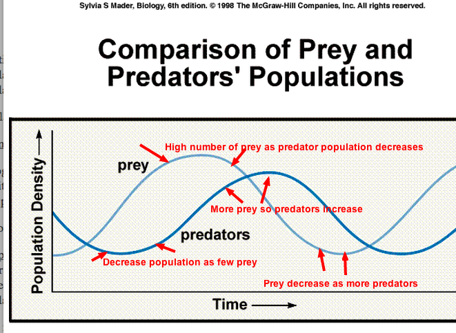predator prey relationship